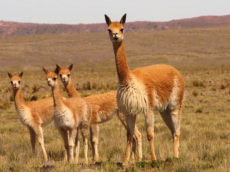 OBSERVACIÓN DE VICUÑAS