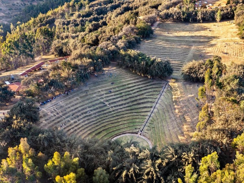 BOSQUE DORADO
