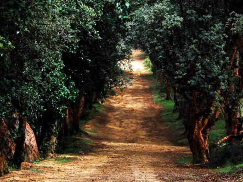 CAMINO DORADO