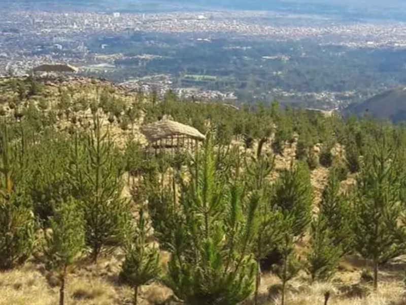 BOSQUE DE LOS PINOS
