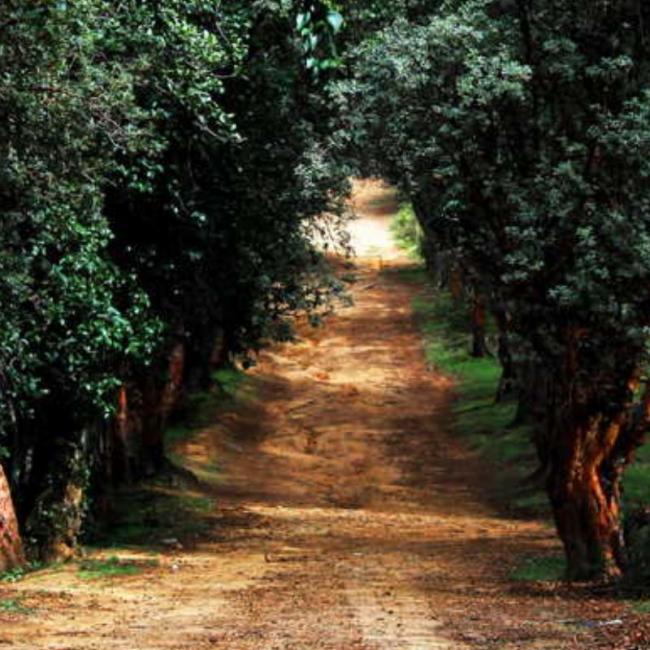 TOUR BOSQUE DORADO