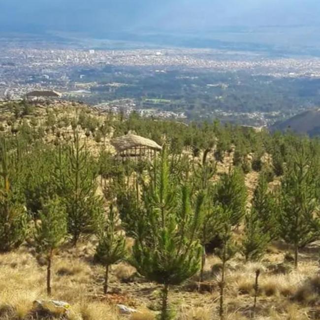 TOUR BOSQUE DORADO